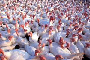 cubicleturkeys