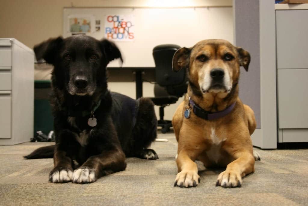 Bring your dog to work