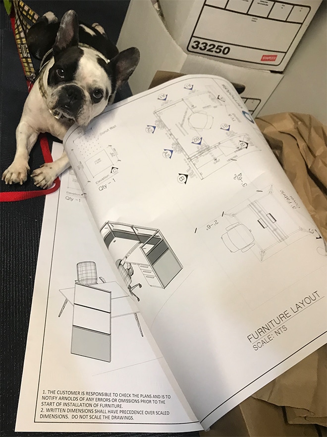 Office dog and blueprints for cubicles.